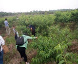 臨近端午，總經(jīng)理劉月琴組織人員農(nóng)莊采摘。